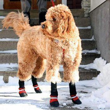 Botas para Mascotas – ¡Protege a tu mejor amigo sin importar la época del año!